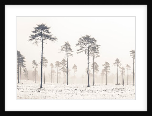 Snowy forest in winter by Assaf Frank